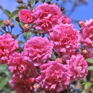 Rózsaszín - rambler, kúszó rózsa